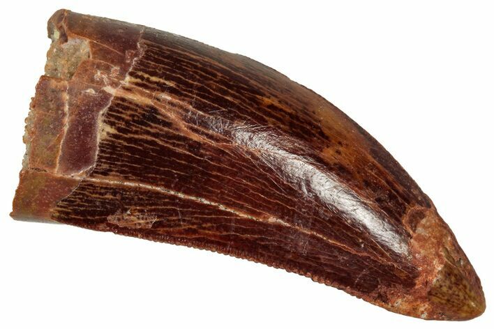 Serrated, Theropod (Deltadromeus?) Pre-Max Tooth - Morocco #341243